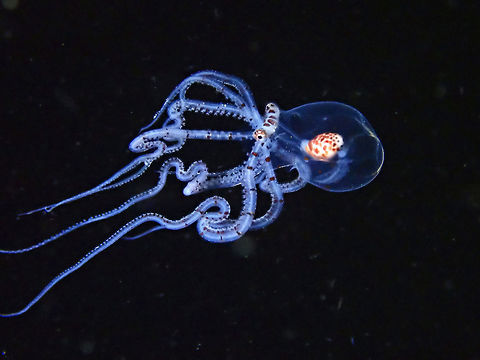 Juvenile Wonderpus This is a juvenile Wonderpus - Wunderpus photogenicus seen during a Black Water dive.  During this pelagic phase, they have a translucent to transparent body with bands of browns on their tentacles.  This one has a body size of around 1 cm.  At night time, they come out to hunt in the water column among small fishes and planktons.  It is a very popular subject among Underwater Macro Photographers.

 Anilao,Batangas,Octopus,Philippines,Wonderpus,Wunderpus,Wunderpus photogenicus