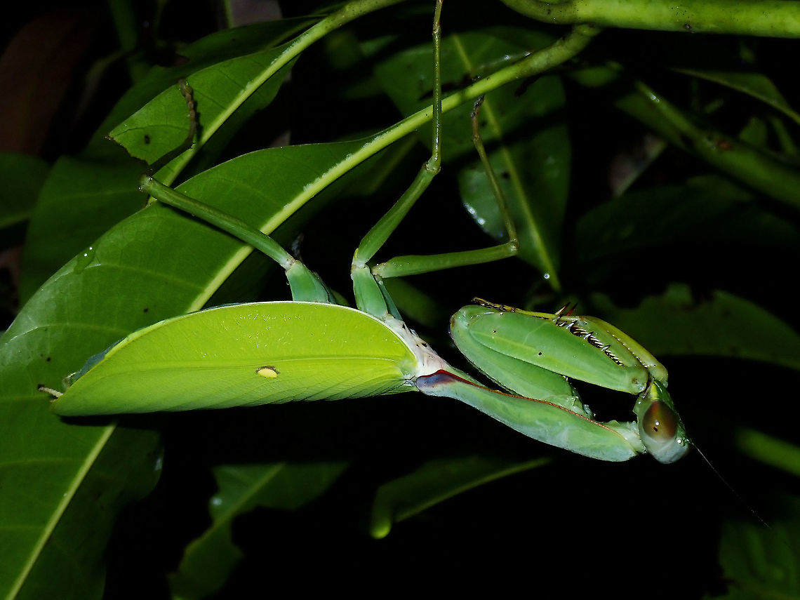 Praying Mantis - Hierodula daphne Currently, Hierodula daphne is listed as synonym of Hierodula venosa, however, I was told by a Mantid specialist that the synonym is likely to be in error and that Hierodula daphne is likely a valid species.  He mentioned that if this can be verified to be Hierodula daphne, then this could be the only pictures in existence of a live specimen!<br />
<br />
Hierodula daphne was described by Stal in 1877, so only drawings and description of it are in records, and dead specimens. Hierodula,Hierodula daphne,Mantis,Philippines,Praying Mantis,Quezon