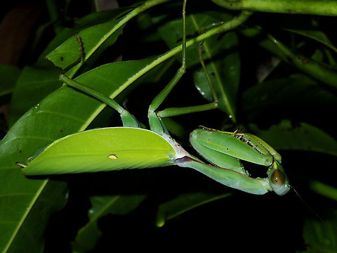 Praying Mantis - Hierodula daphne Currently, Hierodula daphne is listed as synonym of Hierodula venosa, however, I was told by a Mantid specialist that the synonym is likely to be in error and that Hierodula daphne is likely a valid species.  He mentioned that if this can be verified to be Hierodula daphne, then this could be the only pictures in existence of a live specimen!

Hierodula daphne was described by Stal in 1877, so only drawings and description of it are in records, and dead specimens. Hierodula,Hierodula daphne,Mantis,Philippines,Praying Mantis,Quezon