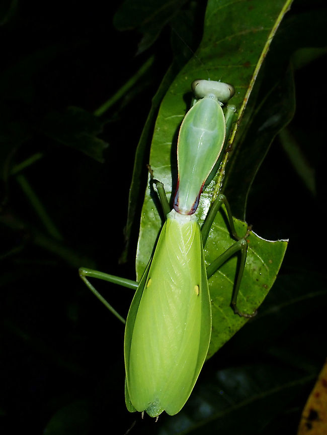 Praying Mantis - Hierodula daphne  Hierodula,Hierodula daphne,Mantis,Philippines,Praying Mantis,Quezon