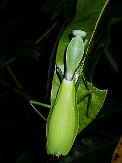 Praying Mantis - Hierodula daphne  Hierodula,Hierodula daphne,Mantis,Philippines,Praying Mantis,Quezon