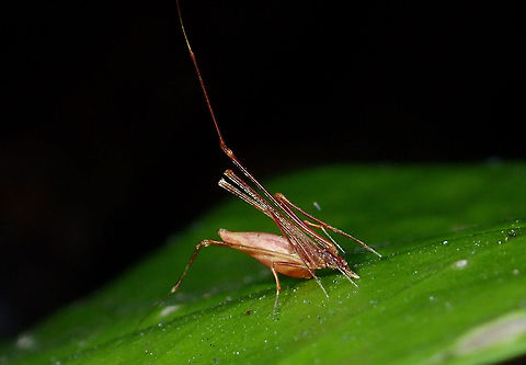 Comb-Footed Spider - Rhomphaea sp This tiny Spider with body size of less than 1 cm was seen on a privately owned Island in Maldives, during my dive trip when we went down to an Island for a Barbecue dinner.

I was given the ID of Comb-Footed Spider - Rhomphaea sp, by my friend, Chun Xing Wong who is an expert with Spiders.  According to him, there are no records of Spiders from this genus in Maldives so far.  So this could be either an introduced species or a new native species! Comb-Footed Spider,Maldives,Rhomphaea,Rhomphaea sp,Spider