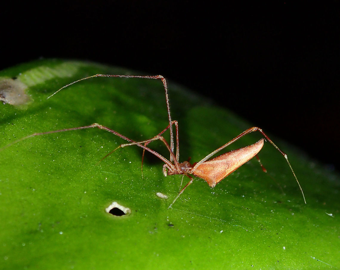 Comb-Footed Spider - Rhomphaea sp  Comb-Footed Spider,Maldives,Rhomphaea,Rhomphaea sp