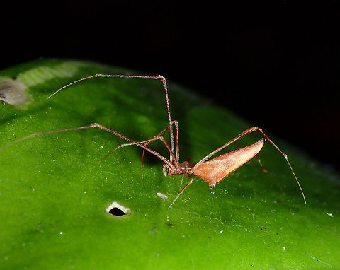 Comb-Footed Spider - Rhomphaea sp  Comb-Footed Spider,Maldives,Rhomphaea,Rhomphaea sp