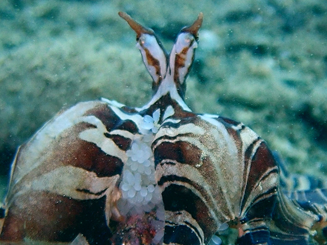 Wonder Eggs! This was the first time for me to encounter a female Wonderpus brooding eggs.  Looks fresh and plenty of them.  Like most species of Octopus, the female only lays one batch of egg in her life span, brooding them during the incubation period and will not eat anymore.  She will eventually dies when the eggs are ready to hatch.<br />
<br />
From the tiny size of the eggs and huge clutch she is brooding, its probably thousands of eggs or even tens of thousands of eggs. Anilao,Batangas,Octopus,Philippines,Wonderpus,Wunderpus photogenicus
