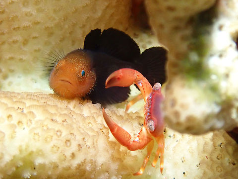 Crabby Partner This Red Head Goby - Paragobiodon echinocephalus are found in specific stony corals and usually in pairs or small groups.  Also living among the crevices of the corals are crabs and shrimps.  In this picture, it is sharing home with a Guard Crab - Trapezia cymodoce. Anilao,Batangas,Fish,Goby,Paragobiodon echinocephalus,Philippines,Red Head Goby