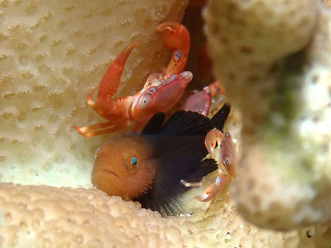 Guard Crab Guard Crabs are small Crabs that are usually found living among the crevices of branching corals of Pocillopora, Seriatopora and Stylophora stony/branching corals.  In the picture, this Guard Crab/Red Coral Crab can be seen sharing home with a Red Head Goby - Paragobiodon echinocephalus. Anilao,Batangas,Crab,Guard Crab,Philippines,Red Coral Crab,Trapezia cymodoce