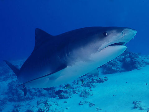 Tiger Shark This massive female Tiger Shark - Galeocerdo cuvier is easily 5 meters in length.  It is one of the bigger Tiger Sharks that can be seen at Fuvahmulah Island especially at the dive site where the local dive operators will chum the water.  This is on top of the reef in the shallow water of around 10-12 meters.  After chumming the water, usually with Tunas, this Tiger Sharks will show up.  Sometimes we get to see up to 10 of them, only 2 are the bigger ones and the rest are smaller around 3 meters in size.  They will swim up close to divers to the divers delight! Fuvahmulah,Galeocerdo cuvier,Maldives,Shark,Tiger Shark