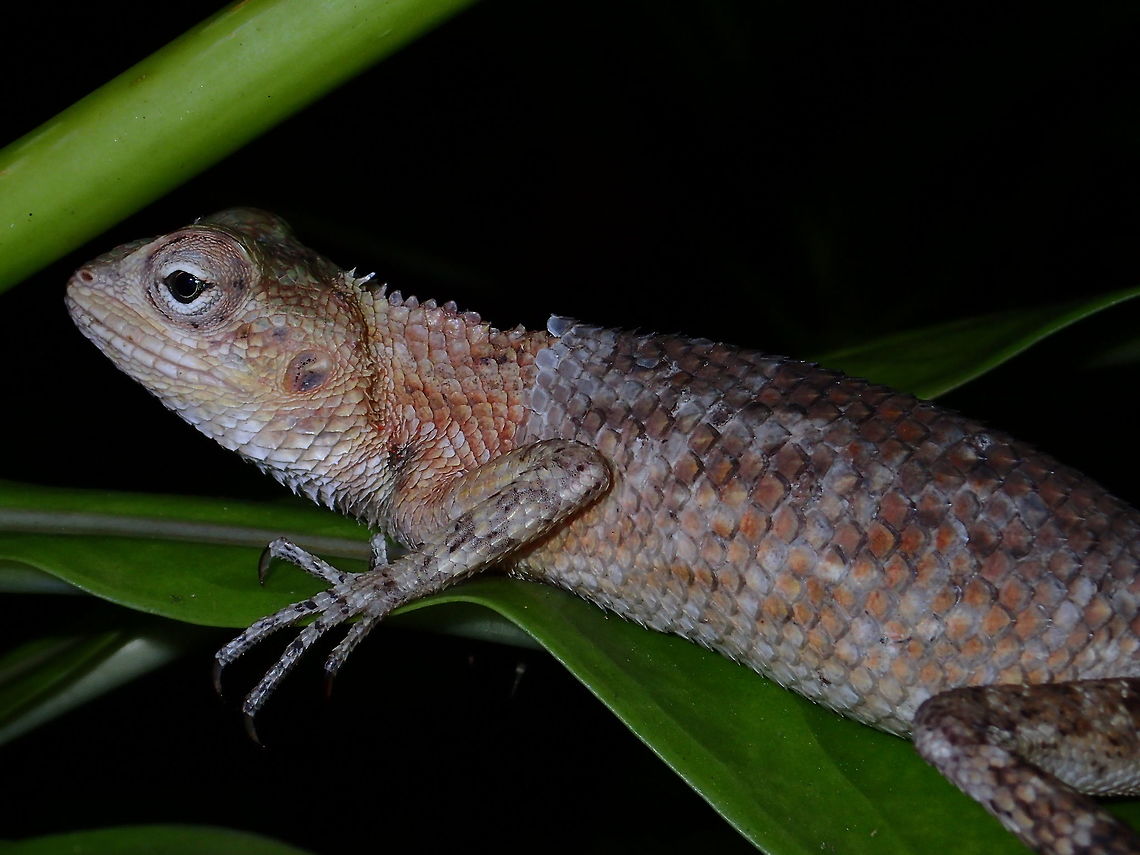 Changing Skin This Oriental Garden Lizard - Calotes versicolor was seen on a private Island during night walk, it was in the process of shading its old skin. Calotes versicolor,Garden Lizard,Lizard,Maldives,Oriental Garden Lizard