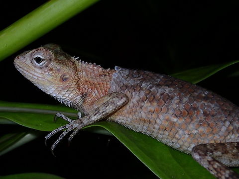 Changing Skin This Oriental Garden Lizard - Calotes versicolor was seen on a private Island during night walk, it was in the process of shading its old skin. Calotes versicolor,Garden Lizard,Lizard,Maldives,Oriental Garden Lizard