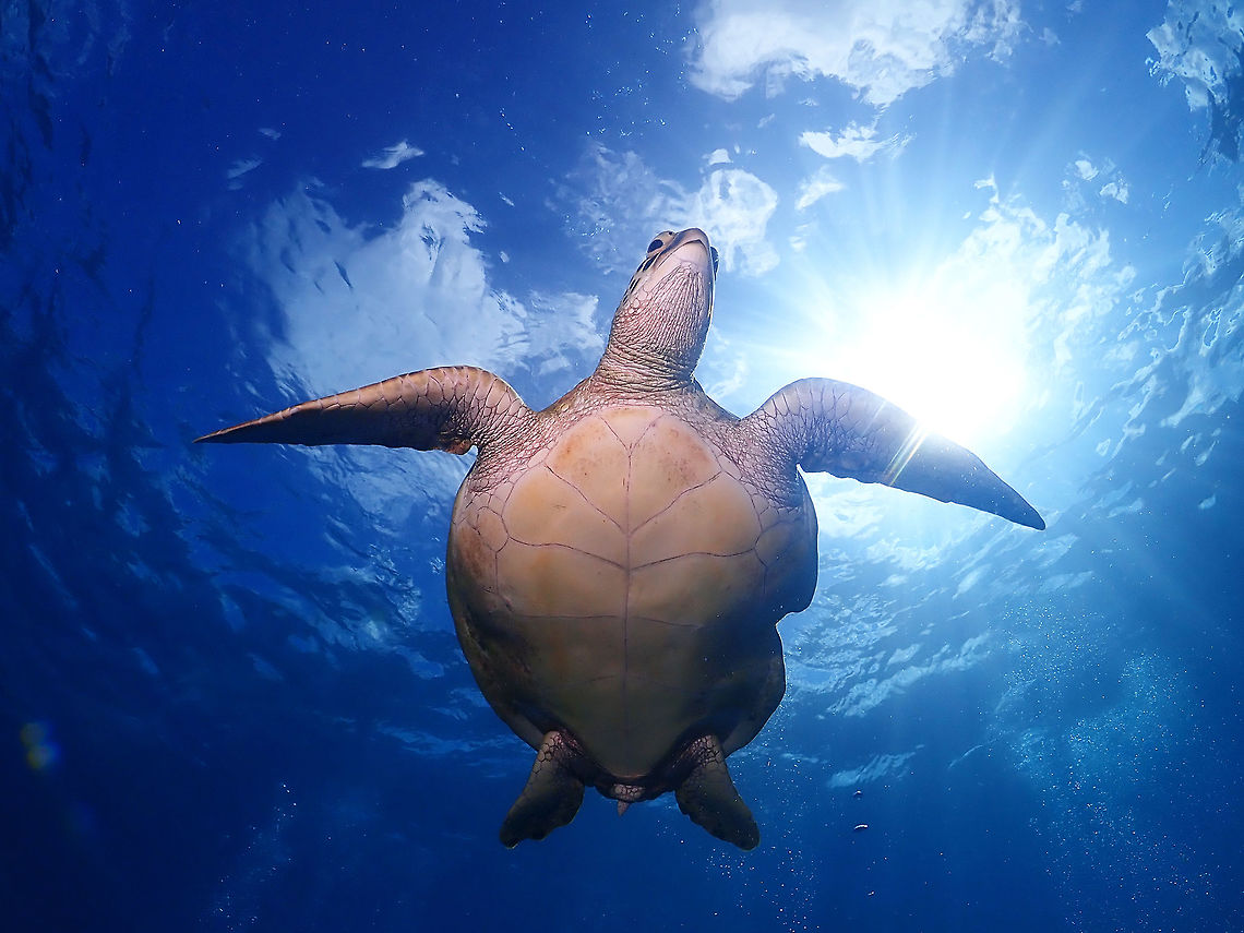 Turtle in the Sky This Green Turtle - Chelonia mydas has some damage to its carapace, not sure if its injured due to Boat propellers or by Shark&#039;s attacks.  Turtles are favourite food of Tiger Sharks. Chelonia mydas,Green Sea Turtle,Green Turtle,Maldives,Turtle