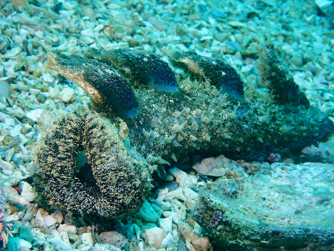 Melibe viridis This Melibe viridis Nudibranch is rather big in size, nearly 30 cm when stretch out.<br />
Usually seen during night time, this was a surprise find during day time and there were 2 of them fairly close to each other.<br />
 Cebu,Malapascua,Melibe viridis,Nudibracnh,Philippines