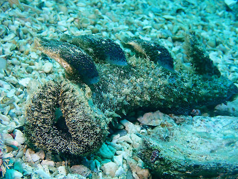 Melibe viridis This Melibe viridis Nudibranch is rather big in size, nearly 30 cm when stretch out.
Usually seen during night time, this was a surprise find during day time and there were 2 of them fairly close to each other.
 Cebu,Malapascua,Melibe viridis,Nudibracnh,Philippines