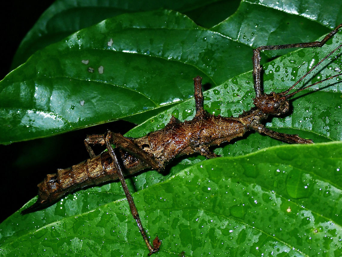 Spiny Stick Female Phasmid of the species Trachyaretaon echinatus.  Species from the family of Heteropterygidae has spines mostly on their head, body and even legs. Luzon,Phasmatodea,Phasmid,Philippines,Quezon,Stick Insect,Trachyaretaon echinatus