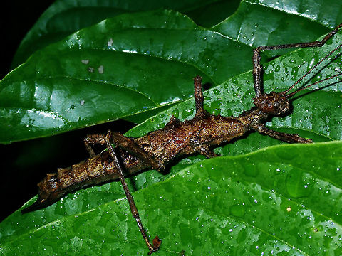 Spiny Stick Female Phasmid of the species Trachyaretaon echinatus.  Species from the family of Heteropterygidae has spines mostly on their head, body and even legs. Luzon,Phasmatodea,Phasmid,Philippines,Quezon,Stick Insect,Trachyaretaon echinatus