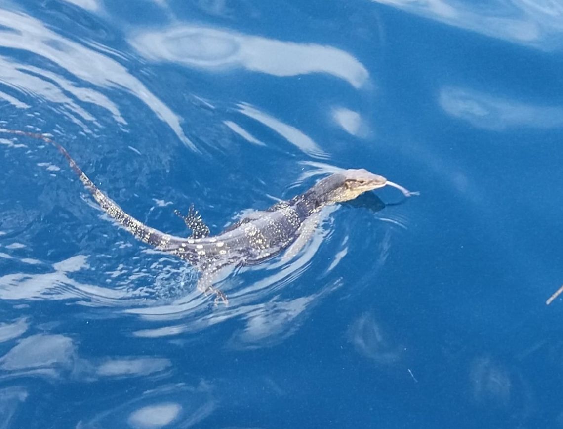 Swim in the Ocean This was a surprise find for me.  Was out diving and while Boat was travelling between islands, we spotted something swimming near the surface of the sea.  Requested the Boatman to turn back and managed to get this picture with my mobile phone.<br />
<br />
This one was around 1.5-2 meters length.  As our Boat get nearer, it swam underwater and disappeared.<br />
<br />
Seen in October 2018. Anilao,Batangas,Lizard,Marbled Water Monitor,Monitor Lizard,Philippines,Varanus marmoratus,Water Monitor
