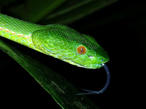 I smell you A beautiful Pit Viper seen on a night walk, searching for a meal. Malaysia,Pit Viper,Popeia sabahi,Sabah,Sabah Pit Viper,Snake,Viper