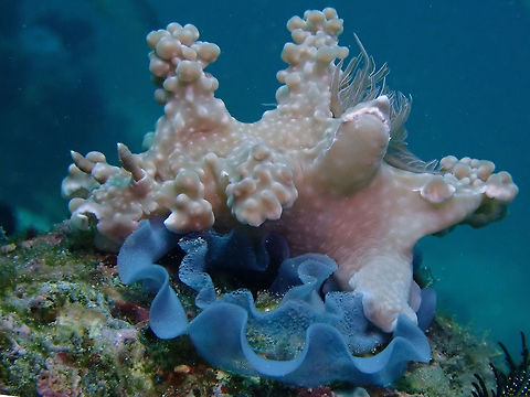 Laying Eggs Miamira alleni Nudibranch laying eggs, blue in colour. Anilao,Batangas,Miamira alleni,Nudibranch,Philippines