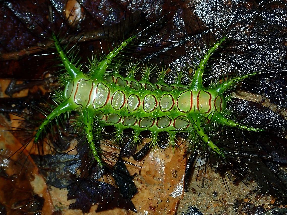 Caterpillar of Phocoderma velutina Possibly the Caterpillar of Phocoderma velutina, it was already quite large size, around 4-5 cm.<br />
<br />
Seen during a night walk by chance, as I didn&#039;t see it but accidentally brushed a branch which makes it fell down but as it fell down, it touched my leg and even though through my pants, I felt a sharp sting. Caterpillar,Limacodid,Limacodidae,Malaysia,Moth,Phocoderma velutina,Sabah