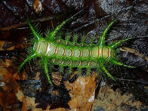 Caterpillar of Phocoderma velutina Possibly the Caterpillar of Phocoderma velutina, it was already quite large size, around 4-5 cm.

Seen during a night walk by chance, as I didn't see it but accidentally brushed a branch which makes it fell down but as it fell down, it touched my leg and even though through my pants, I felt a sharp sting. Caterpillar,Limacodid,Limacodidae,Malaysia,Moth,Phocoderma velutina,Sabah