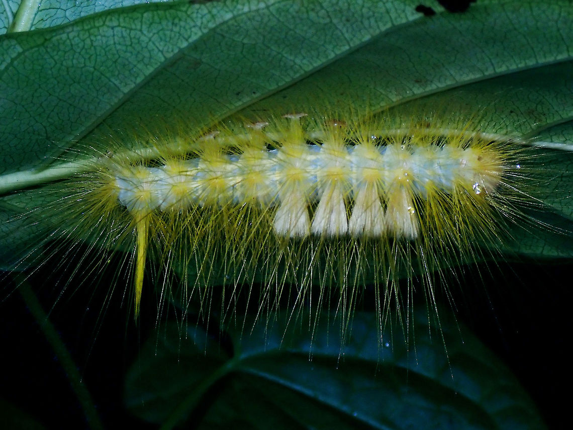Caterpillar of Tussock Moth Erebidae; Lymantriinae<br />
Tribe : Orgyiini Caterpillar,Luzon,Orgyiini,Philippines,Quezon,Tussock Moth