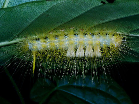 Caterpillar of Tussock Moth Erebidae; Lymantriinae
Tribe : Orgyiini Caterpillar,Luzon,Orgyiini,Philippines,Quezon,Tussock Moth