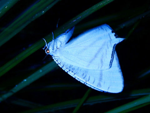 Uraniid Moth  Luzon,Moth,Philippines,Quezon,Uraniid Moth,Urapteroides astheniata