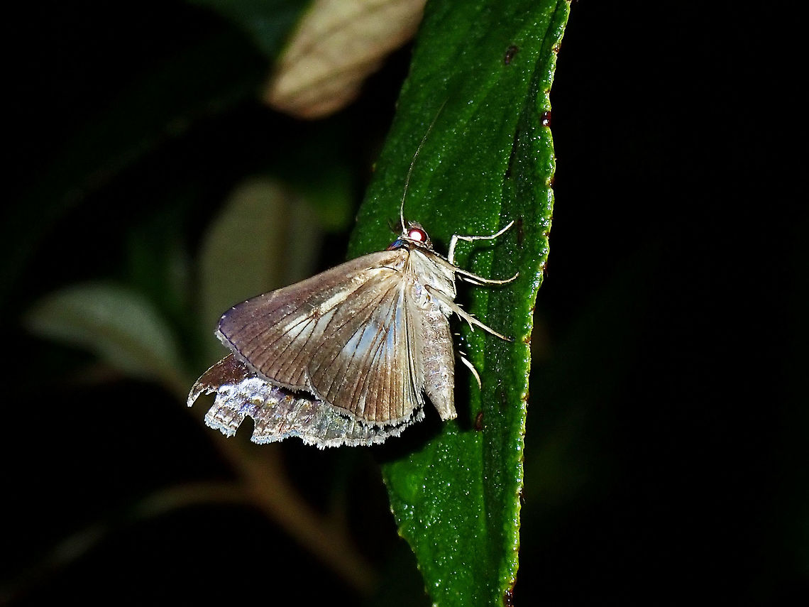 Owlet Moth - Lophoptera sp.  Lophoptera,Lophoptera sp,Luzon,Moth,Owlet Moth,Philippines,Quezon