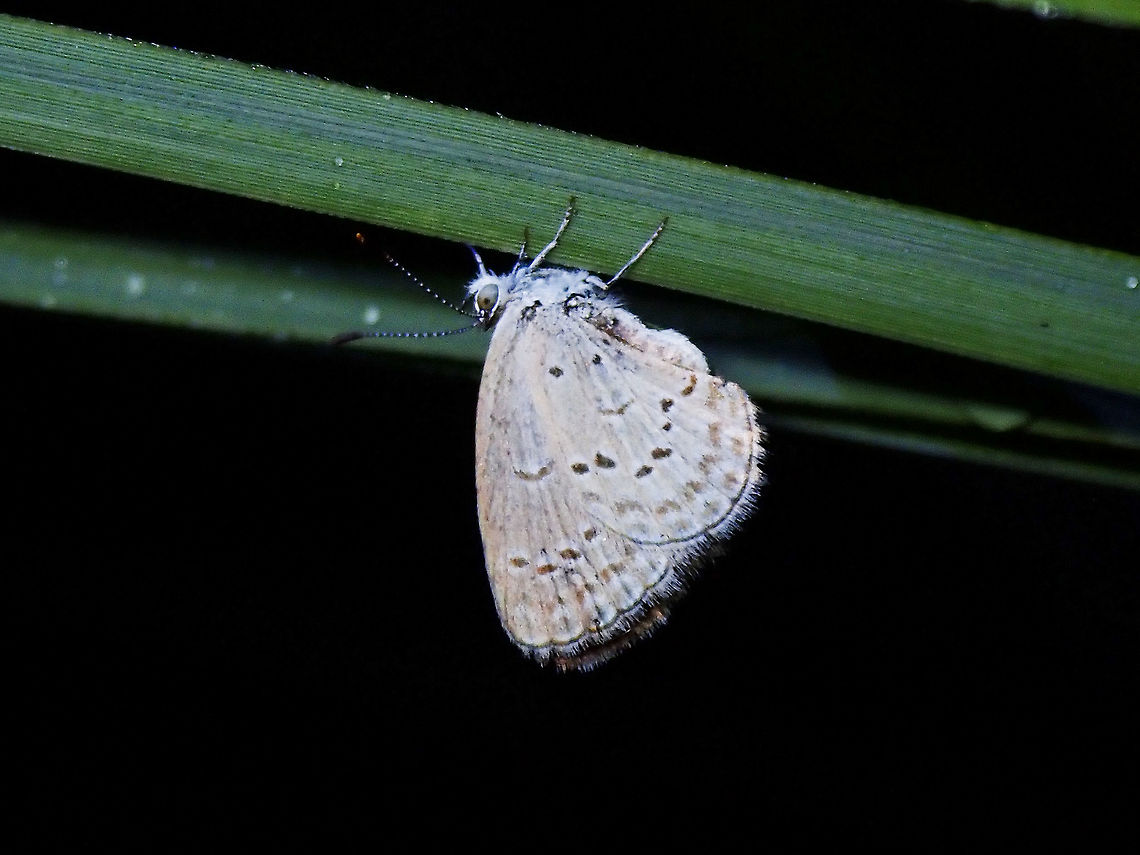 Lesser Grass Blue - Zizina otis oriens  Butterfly,Lesser Grass Blue,Luzon,Philippines,Quezon,Zizina otis,Zizina otis oriens