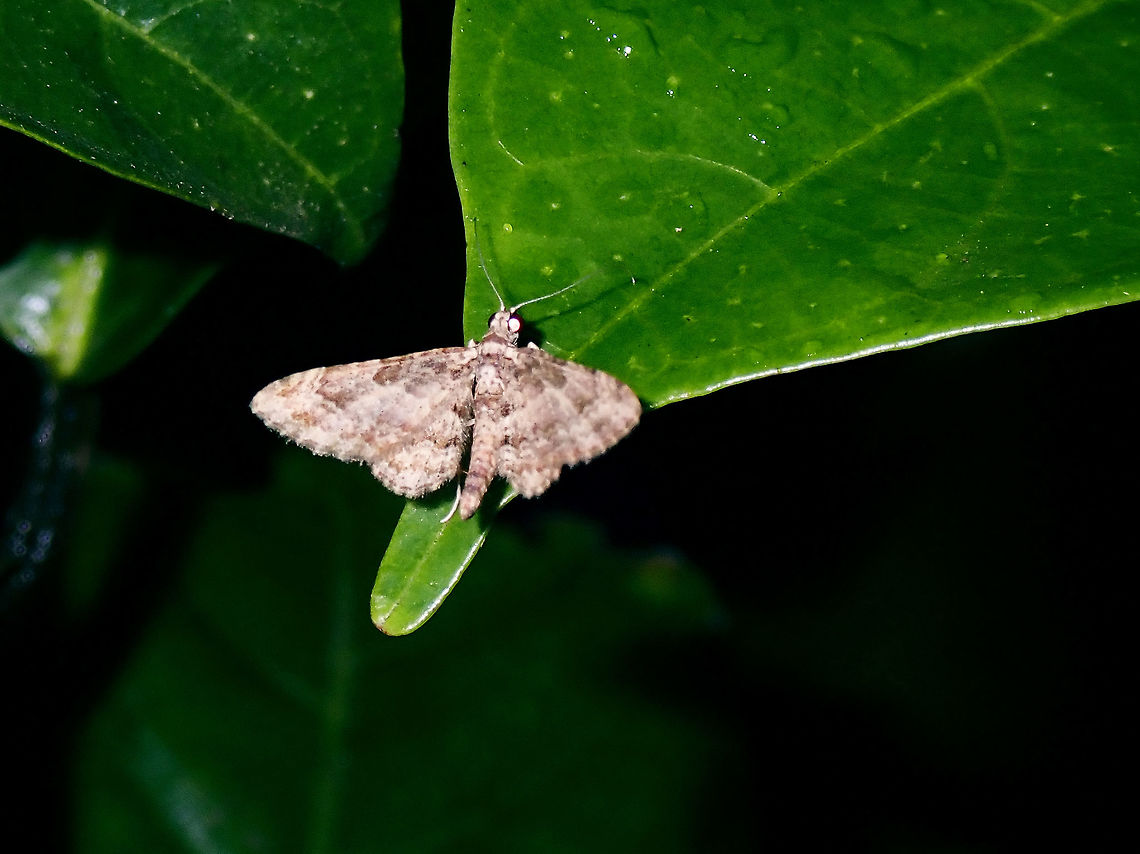 Pug Moth Geometridae; Larentiinae<br />
Tribe : Eupitheciini  Eupitheciini,Geometridae,Larentiinae,Luzon,Moth,Philippines,Pug Moth,Quezon