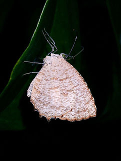 Darkie - Allotinus fallax fallax Sub-species - Allotinus fallax fallax Allotinus fallax,Allotinus fallax fallax,Butterfly,Luzon,Philippines,Quezon