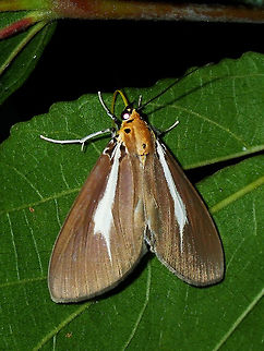 Snouted Tiger Moth - Asota heliconia philippina Sub-species : Asota heliconia philippina
 Asota heliconia,Asota heliconia philippina,Luzon,Moth,Philippines,Quezon,Snouted Tiger Moth,Tiger Moth