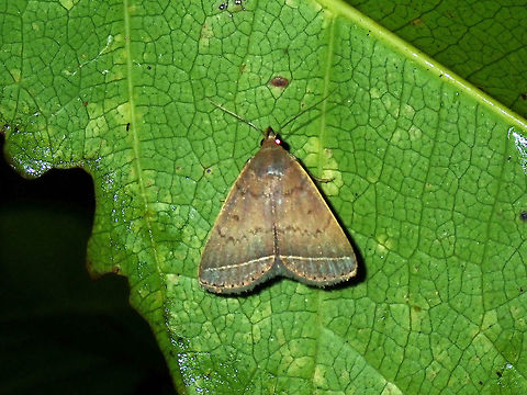 Erebid Moth - Simplicia sp.  Erebid Moth,Luzon,Moth,Philippines,Quezon,Simplicia,Simplicia sp
