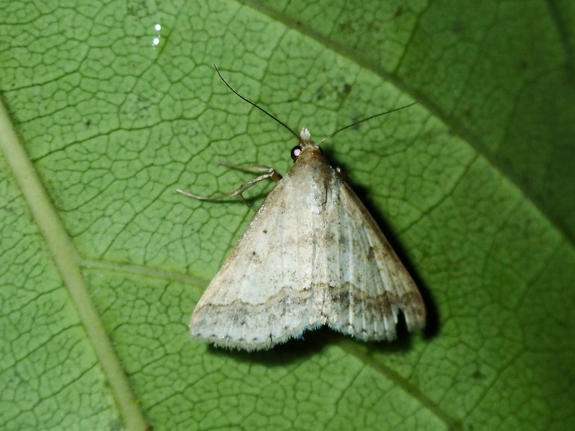 Erebid Moth - Gesonia sp.  Erebid Moth,Gesonia,Gesonia sp,Luzon,Moth,Philippines,Quezon