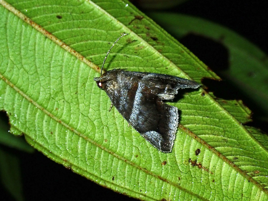 Erebid Moth - Buzara sp.  Buzara,Buzara sp,Erebid Moth,Luzon,Moth,Philippines,Quezon