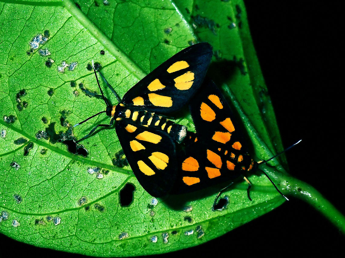 Moth Couple - Erebid Moth Erebidae; Arctiinae;<br />
Tribe : Syntomini Arctiinae,Erebid Moth,Erebidae,Luzon,Moth,Philippines,Quezon,Syntomini