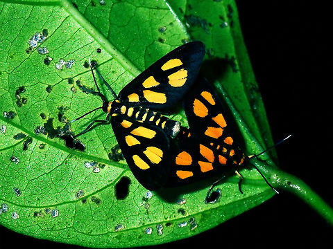 Moth Couple - Erebid Moth Erebidae; Arctiinae;
Tribe : Syntomini Arctiinae,Erebid Moth,Erebidae,Luzon,Moth,Philippines,Quezon,Syntomini