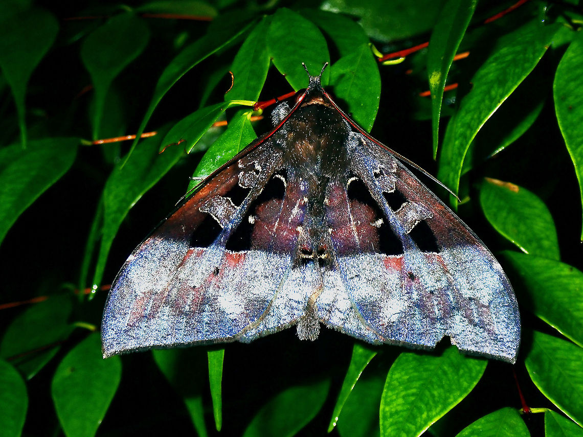 Moth - Ischyja sp.  Ischyja,Ischyja marapok,Ischyja sp,Luzon,Moth,Philippines,Quezon