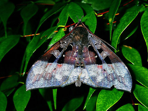 Moth - Ischyja sp.  Ischyja,Ischyja marapok,Ischyja sp,Luzon,Moth,Philippines,Quezon