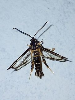 Clearwing Moth Clearwing Moth, possibly from the genus - Synanthedon Borneo,Clearwing Moth,Malaysia,Moth,Sabah,Synanthedon,Synanthedon sp