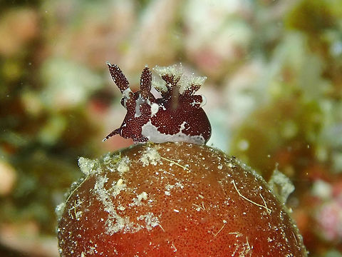 Nudibranch - Trapania sp (Updated Trapania kamagong) A tiny sized Nudibranch, around 5-6 cm in size, from the genus Trapania.  This is a yet to be described species.

Update : Newly described as Trapania kamagong in April 2022. Cebu,Malapascua,Nudibranch,Philippines,Trapania,Trapania kamagong,Trapania sp