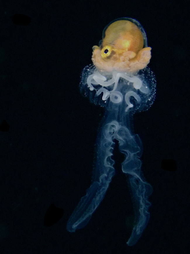 Taking a Walk while wearing Skirt A male Paper Nautilus - Argonauta hians (tiny sized of less than 1 cm) hitching a ride on a tiny Jellyfish. Paper Nautilus have been know to &#039;ride&#039; on other animals like Jellyfish and other floating objects like sea grass and even rubbish.<br />
<br />
When my dive guide pointed this to me, I had originally thought this to be an Octopus (which was not completely wrong since Nautilus belongs to the same Order of Octopoda) with the tentacles of the Jellyfish being tentacles of Octopus.  As they moves in the water, they were synchronise like one, it was hard to tell that they were actually 2 different animals! Anilao,Argonauta hians,Batangas,Nautilus,Paper Nautilus,Philippines,Winged Argonaut