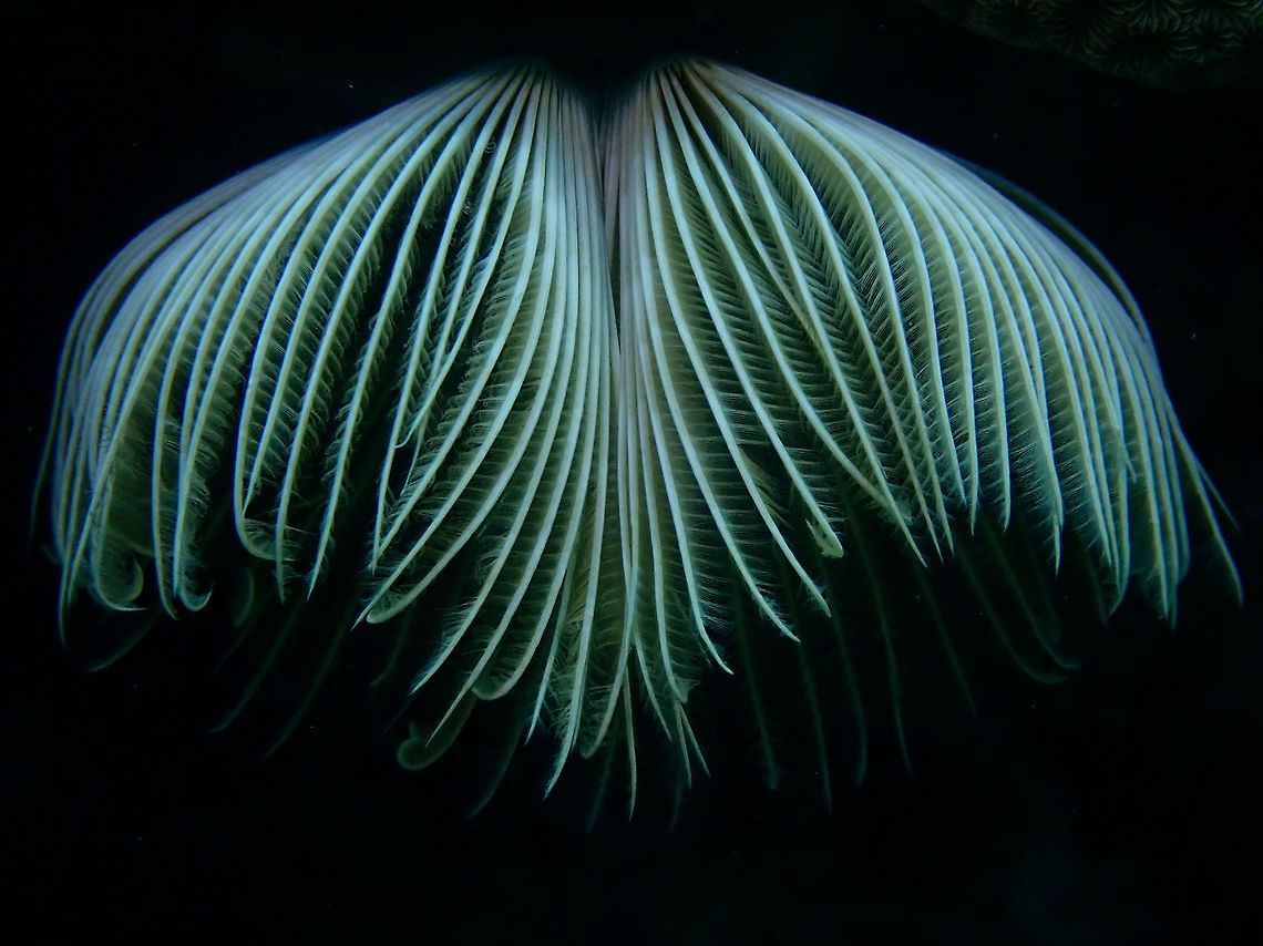 WINGS Am not definitely sure if its Sabellastarte spectabilis, if not, it is definitely Sabellastarte species of Feather Duster Worm. Anilao,Batangas,Feather Duster Worm,Philippines,Sabellastarte spectabilis