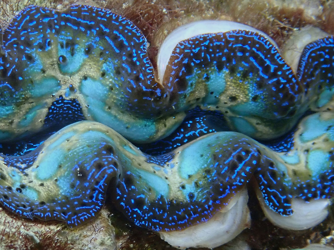 Crocea Clam Interesting colours and patterns of Crocea Clam - Tridacna crocea.<br />
Crocea Clam is the smallest clam in the subfamily Tridacninae and grows to a maximum shell size of 15 cm.<br />
Their colouration can be quire varied shades of blue, green, purple, gold, orange or brown, often patterned with spots, stripes or squiggles. Anilao,Batangas,Boring clam,Clam,Crocea Clam,Philippines,Tridacna crocea