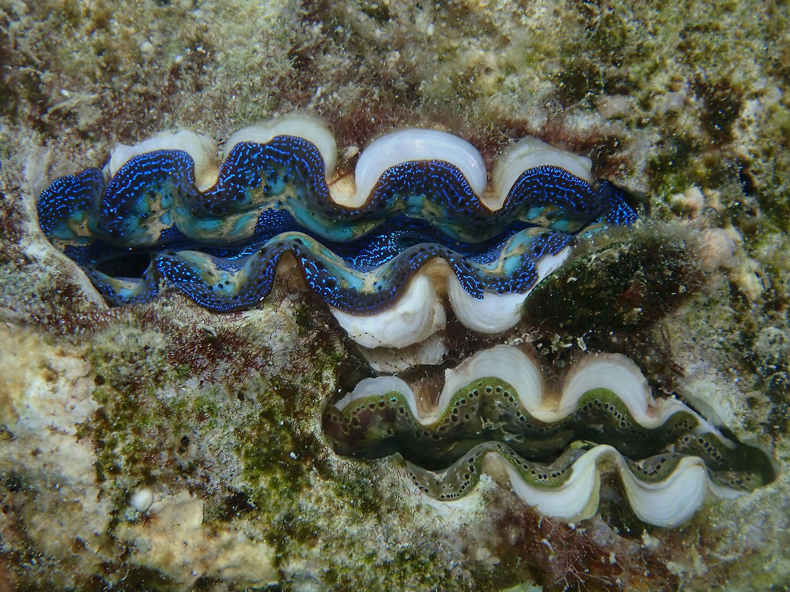 Crocea Clam - Tridacna crocea Different colours and markings of 2 Crocea Clam - Tridacna crocea. Anilao,Batangas,Boring Clam,Clam,Philippines,Tridacna crocea