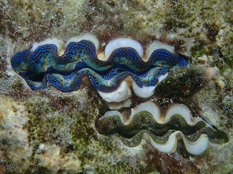 Crocea Clam - Tridacna crocea Different colours and markings of 2 Crocea Clam - Tridacna crocea. Anilao,Batangas,Boring Clam,Clam,Philippines,Tridacna crocea