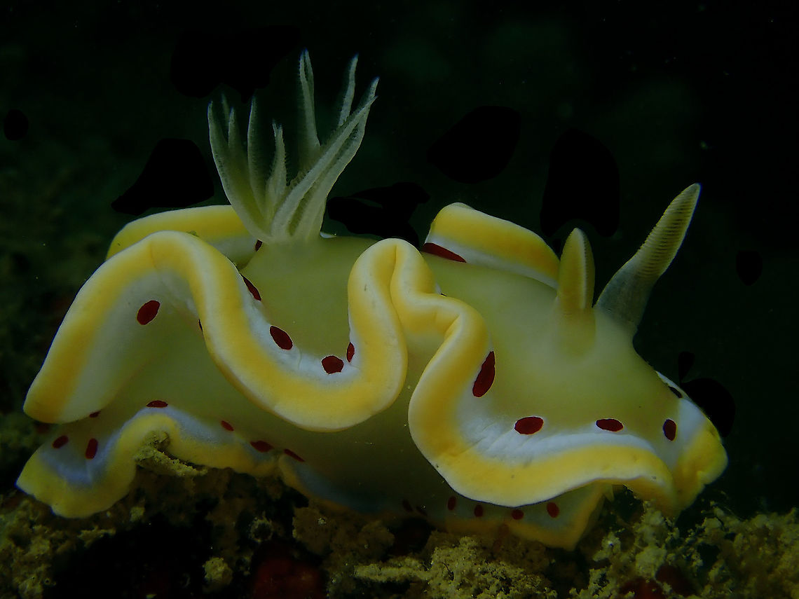 Red Spots This Nudibranch - Ardeadoris cruenta has distinctive red spots on its mantle and foot, earning its name from the Latin word &#039;cruentus&#039;, meaning &#039;stained with blood&#039;. Ardeadoris cruenta,Glossodoris cruenta,Indonesia,Komodo,Nudibranch