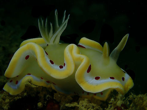 Red Spots This Nudibranch - Ardeadoris cruenta has distinctive red spots on its mantle and foot, earning its name from the Latin word 'cruentus', meaning 'stained with blood'. Ardeadoris cruenta,Glossodoris cruenta,Indonesia,Komodo,Nudibranch