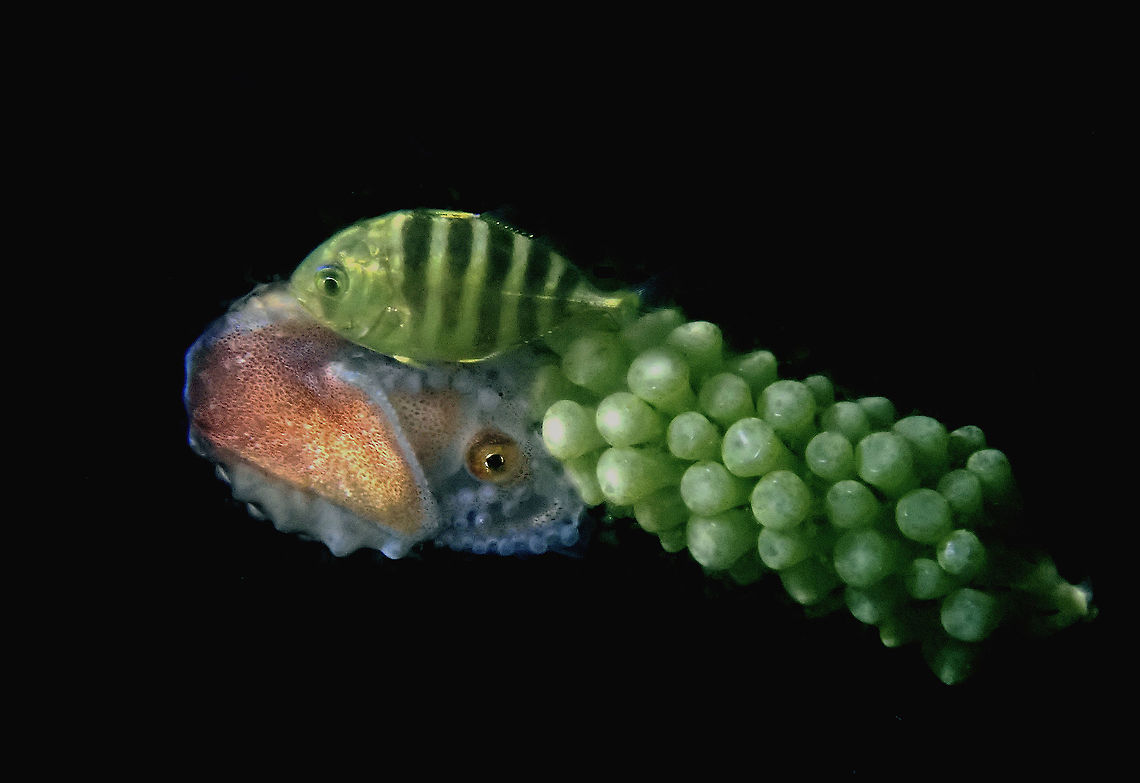 Triple Coziness Female Paper Nautilus - Agronauta hians; hitching a ride on Sea Grapes accompanied by juvenile Whitetongue Jack.<br />
<br />
Only the Females of this species have shell and her shell is very thin like paper, hence the name.  In the picture, one can practically see through the translucent shell.<br />
 Argonauta hians,Indonesia,Komodo,Nautillus,Paper Nautilus,Winged Argonaut