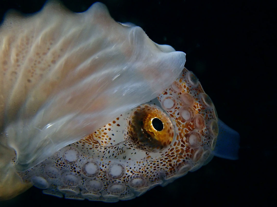 Paper Thin Shell Close-up of Female Paper Nautilus - Argonauta hians, showing its paper thin shell, which is translucent. Argonauta hians,Indonesia,Komodo,Nautilus,Paper Nautilus,Winged Argonaut
